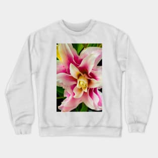 Lily Rose In Pink And White Crewneck Sweatshirt